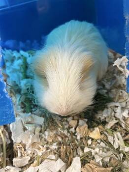 Rescue Guinea Pig Guinea Pigs for Adoption in Omaha, Nebraska - COLESLAW | PetCurious